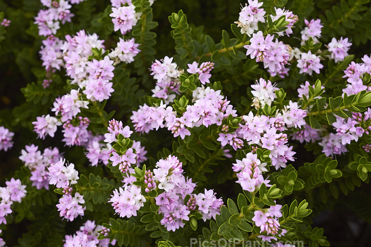 <i>Veronica</i> (syn. <i>Hebe</i>) 'Lindsayi' (syns. 'May Queen', 'Appleblossom'), a 60-80cm tall bush raised by a Mr R. Lindsay of Edinburgh, Scotland in the 19th century. Possibly a <i>Veronica amplexicaulis</i> x <i>Veronica pimeleoides</i> hybrid Order: Lamiales, Family: Plantaginaceae
