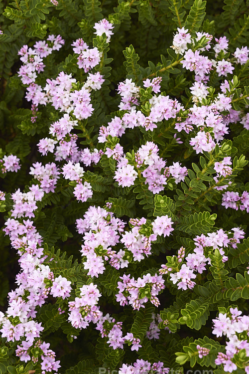 <i>Veronica</i> (syn. <i>Hebe</i>) 'Lindsayi' (syns. 'May Queen', 'Appleblossom'), a 60-80cm tall bush raised by a Mr R. Lindsay of Edinburgh, Scotland in the 19th century. Possibly a <i>Veronica amplexicaulis</i> x <i>Veronica pimeleoides</i> hybrid Order: Lamiales, Family: Plantaginaceae