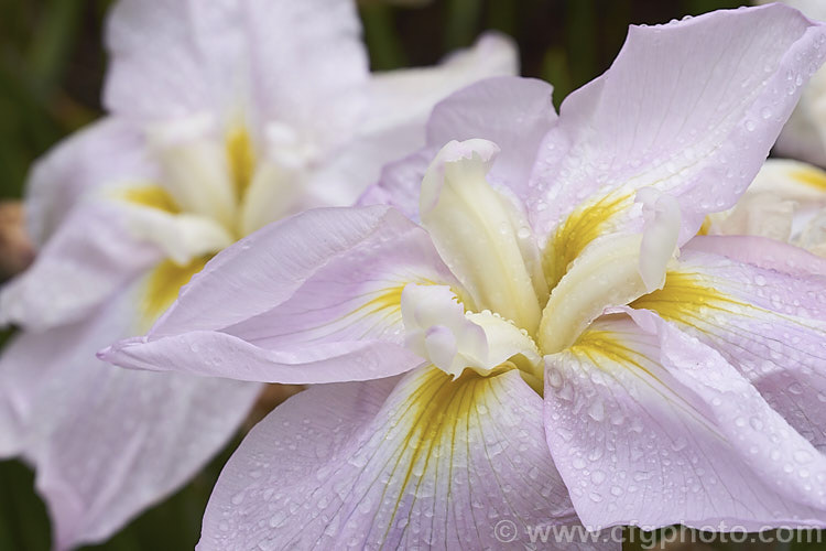 Japanese Iris (<i>Iris ensata [syn. Iris kaempferi]) 'World's Delight', one of many cultivars of this moisture-loving Japanese, northern Chinese and eastern Russian perennial.