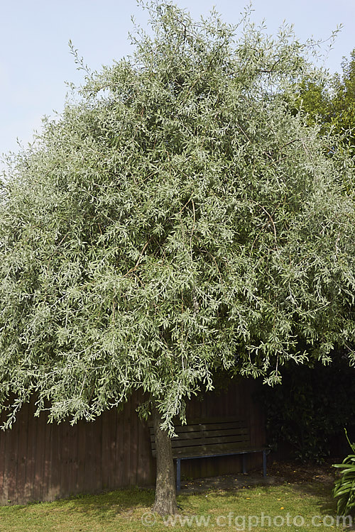 Weeping Silver Pear (<i>Pyrus salicifolia 'Pendula'), a small deciduous tree from south-eastern Europe through the Caucasus to western Asia. The cultivar 'Pendula' appears identical to the species. Order: Rosales, Family: Rosaceae