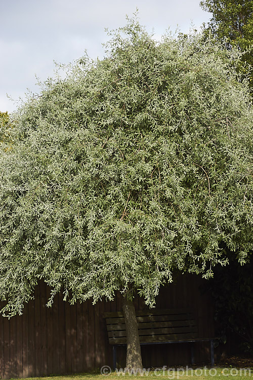 Weeping Silver Pear (<i>Pyrus salicifolia 'Pendula'), a small deciduous tree from south-eastern Europe through the Caucasus to western Asia. The cultivar 'Pendula' appears identical to the species. Order: Rosales, Family: Rosaceae