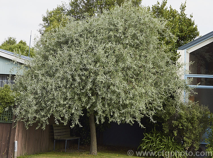 Weeping Silver Pear (<i>Pyrus salicifolia 'Pendula'), a small deciduous tree from south-eastern Europe through the Caucasus to western Asia. The cultivar 'Pendula' appears identical to the species. Order: Rosales, Family: Rosaceae