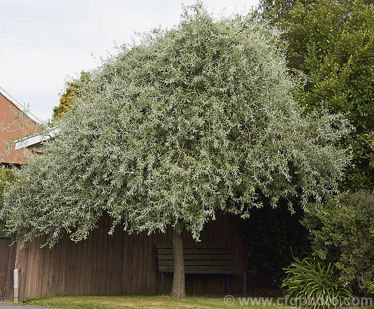 Weeping Silver Pear (<i>Pyrus salicifolia 'Pendula'), a small deciduous tree from south-eastern Europe through the Caucasus to western Asia. The cultivar 'Pendula' appears identical to the species. Order: Rosales, Family: Rosaceae