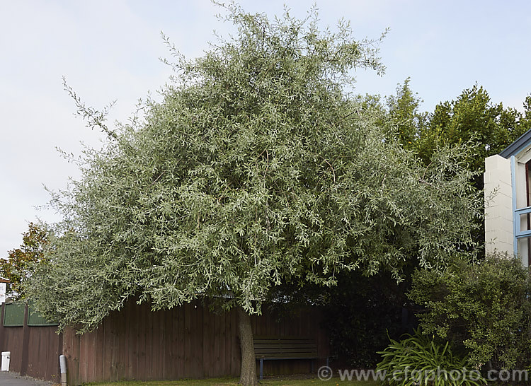 Weeping Silver Pear (<i>Pyrus salicifolia 'Pendula'), a small deciduous tree from south-eastern Europe through the Caucasus to western Asia. The cultivar 'Pendula' appears identical to the species. Order: Rosales, Family: Rosaceae