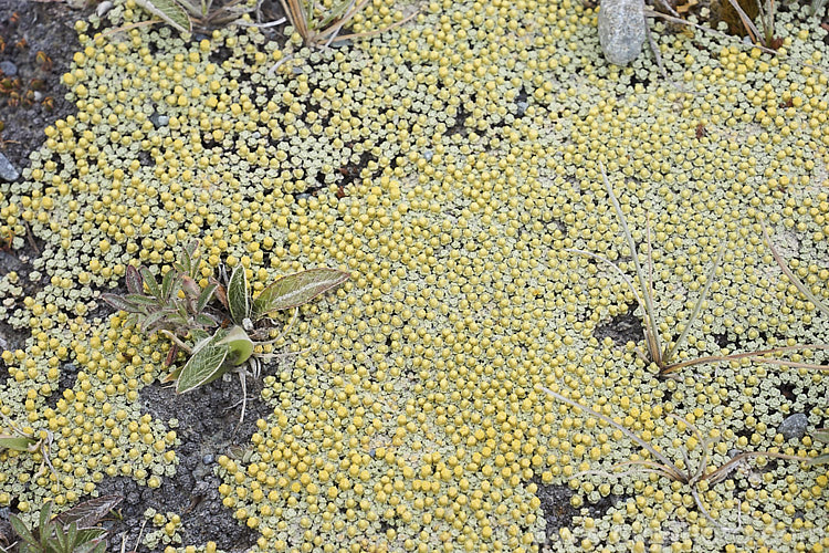 Raoulia australis, a silvery-foliaged New Zealand scabweed found in from the coast to quite high altitudes. It usually grows as a very flat mat but can mound somewhat at the centre. In summer it often turns golden with masses of petalless flowerheads