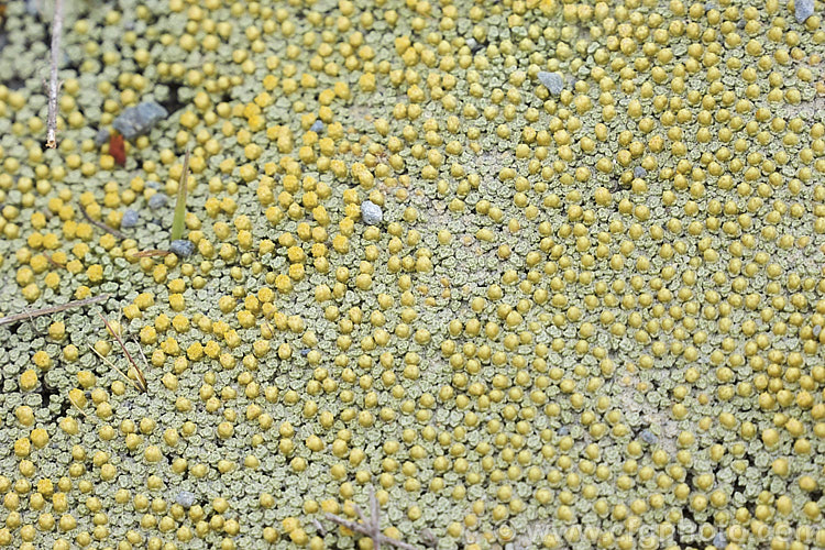 Raoulia australis, a silvery-foliaged New Zealand scabweed found in from the coast to quite high altitudes. It usually grows as a very flat mat but can mound somewhat at the centre. In summer it often turns golden with masses of petalless flowerheads