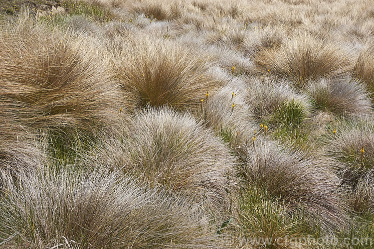 Red Tussock or Haumata (<i>Chionochloa rubra</i>), a 1-1.5m high clump-forming grass found over most of New Zealand, and Silver Tussock (<i>Poa cita</i>), a clump-forming grass species that occurs naturally throughout New Zealand. They are shown here at Lake. Emily, in Canterbury. chionochloa-2659htm'>Chionochloa. .
