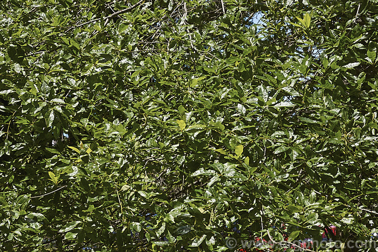 Foliage of the Laurel Oak, Swamp Laurel Oak or Diamond Leaf Oak (<i>Quercus laurifolia</i>), a broad-crowned 25-30m tall tree native to the eastern United States from coastal. Virginia to southeastern Texas. Normally evergreen or semi-evergreen, in cold winters this tree may be briefly deciduous. Its small acorns are borne singly or in pairs. The Laurel Oak foliage can be distinguished from that of the related. Sand Oak. Laurel (<i>Quercus hemisphaerica</i>) by being broader, usually completely smooth edges and broad base. Order: Fagales, Family: Fagaceae