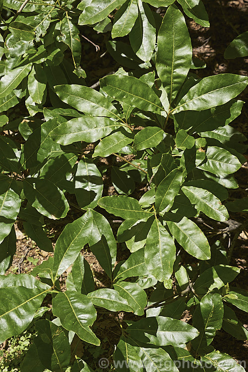 Foliage of the Laurel Oak, Swamp Laurel Oak or Diamond Leaf Oak (<i>Quercus laurifolia</i>), a broad-crowned 25-30m tall tree native to the eastern United States from coastal. Virginia to southeastern Texas. Normally evergreen or semi-evergreen, in cold winters this tree may be briefly deciduous. Its small acorns are borne singly or in pairs. The Laurel Oak foliage can be distinguished from that of the related. Sand Oak. Laurel (<i>Quercus hemisphaerica</i>) by being broader, usually completely smooth edges and broad base. Order: Fagales, Family: Fagaceae