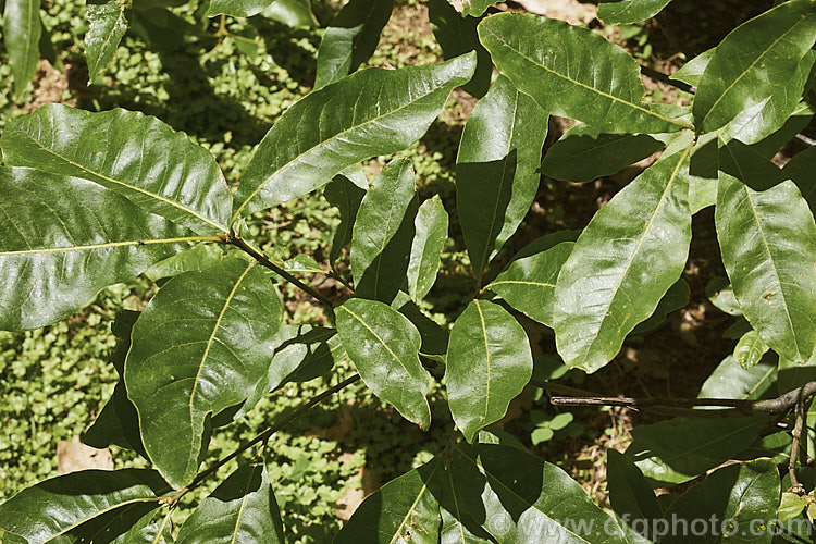 Foliage of the Laurel Oak, Swamp Laurel Oak or Diamond Leaf Oak (<i>Quercus laurifolia</i>), a broad-crowned 25-30m tall tree native to the eastern United States from coastal. Virginia to southeastern Texas. Normally evergreen or semi-evergreen, in cold winters this tree may be briefly deciduous. Its small acorns are borne singly or in pairs. The Laurel Oak foliage can be distinguished from that of the related. Sand Oak. Laurel (<i>Quercus hemisphaerica</i>) by being broader, usually completely smooth edges and broad base. Order: Fagales, Family: Fagaceae