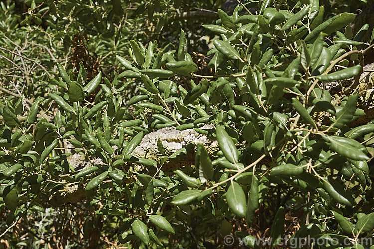 The mature foliage of the Cork. Oak (<i>Quercus suber</i>) in summer. This 20-25m tall evergreen oak is native to southern Europe and North Africa. Its bark is the source of natural cork. Order: Fagales, Family: Fagaceae