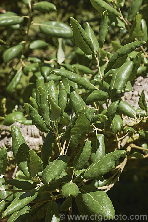 The mature foliage of the Cork. Oak (<i>Quercus suber</i>) in summer. This 20-25m tall evergreen oak is native to southern Europe and North Africa. Its bark is the source of natural cork. Order: Fagales, Family: Fagaceae
