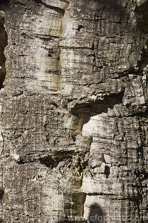The bark of the Cork. Oak (<i>Quercus suber</i>). This 20-25m tall evergreen oak is native to southern Europe and North Africa. Its inner bark is the source of natural cork. Order: Fagales, Family: Fagaceae