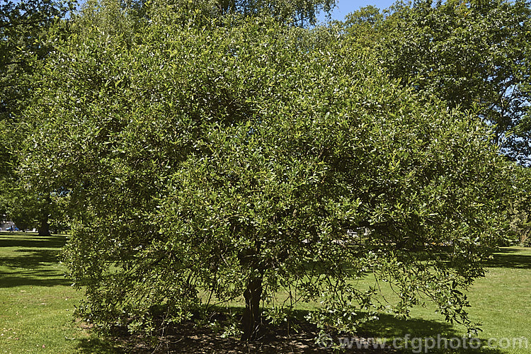 Wavyleaf. Oak (<i>Quercus undulata</i>), a shrubby evergreen oak found in western North America from Utah to Mexico. It grows to around 4m tall and slightly wider. It is very hardy for an evergreen oak. Order: Fagales, Family: Fagaceae