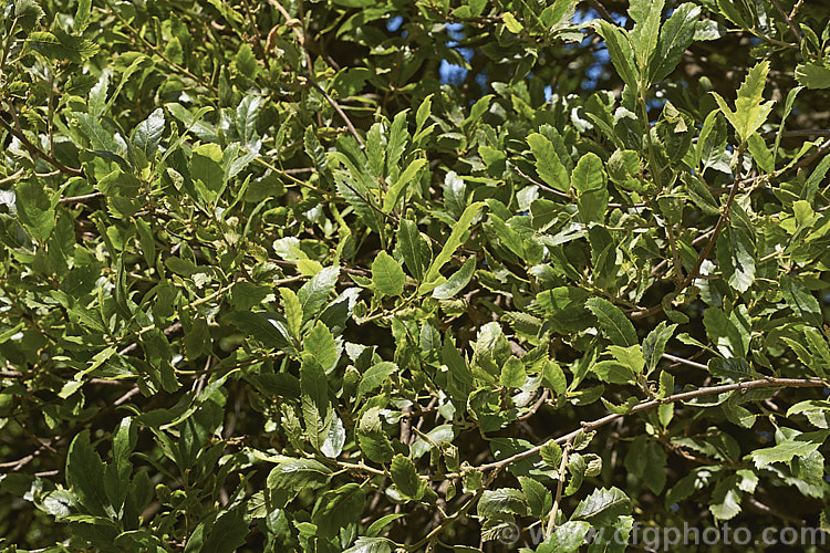 Wavyleaf. Oak (<i>Quercus undulata</i>), a shrubby evergreen oak found in western North America from Utah to Mexico. It grows to around 4m tall and slightly wider. It is very hardy for an evergreen oak. Order: Fagales, Family: Fagaceae