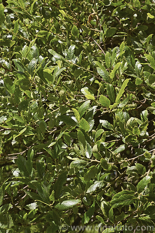 Wavyleaf. Oak (<i>Quercus undulata</i>), a shrubby evergreen oak found in western North America from Utah to Mexico. It grows to around 4m tall and slightly wider. It is very hardy for an evergreen oak. Order: Fagales, Family: Fagaceae