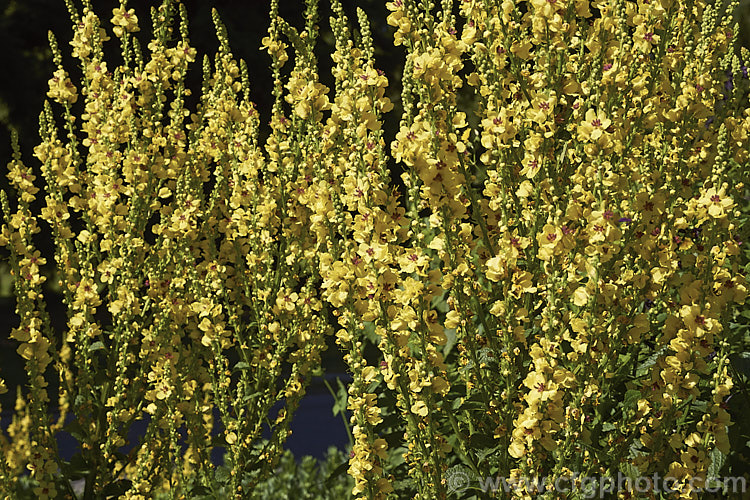 Nettle-leaved Mullein (<i>Verbascum chaixii</i>), a late spring- to early summer-flowering perennial found over much of southern and central Europe from Spain to Russia. Flower stems to 15m tall verbascum-3385htm'>Verbascum. <a href='scrophulariaceae-plant-family-photoshtml'>Scrophulariaceae</a>.