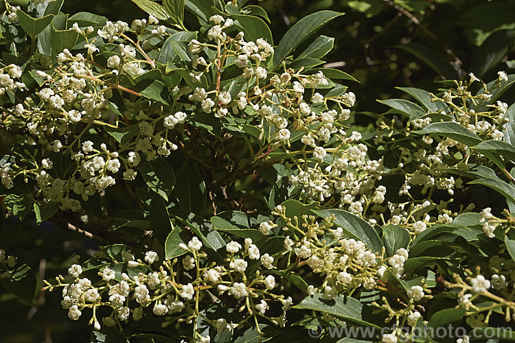 Viburnum erubescens, a deciduous or semi-evergreen, late spring- to early summer-flowering shrub found in the Himalayan region from western China to northern Burma. The panicles of fragrant flowers are followed by red berries that blacken when ripe. viburnum-2081htm'>Viburnum.. viburnum-2081htm'>Viburnum. <a href='adoxaceae-plant-family-photoshtml'>Adoxaceae</a>.