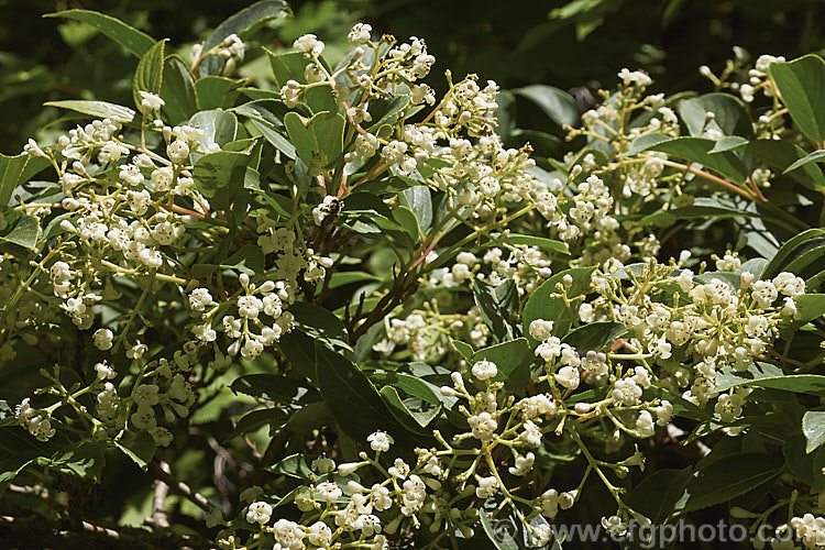 Viburnum erubescens, a deciduous or semi-evergreen, late spring- to early summer-flowering shrub found in the Himalayan region from western China to northern Burma. The panicles of fragrant flowers are followed by red berries that blacken when ripe. viburnum-2081htm'>Viburnum.. viburnum-2081htm'>Viburnum. <a href='adoxaceae-plant-family-photoshtml'>Adoxaceae</a>.