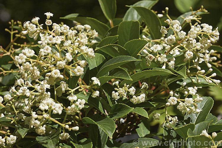 Viburnum erubescens, a deciduous or semi-evergreen, late spring- to early summer-flowering shrub found in the Himalayan region from western China to northern Burma. The panicles of fragrant flowers are followed by red berries that blacken when ripe. viburnum-2081htm'>Viburnum.. viburnum-2081htm'>Viburnum. <a href='adoxaceae-plant-family-photoshtml'>Adoxaceae</a>.