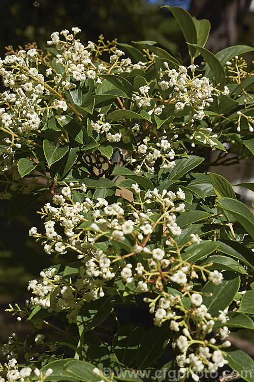 Viburnum erubescens, a deciduous or semi-evergreen, late spring- to early summer-flowering shrub found in the Himalayan region from western China to northern Burma. The panicles of fragrant flowers are followed by red berries that blacken when ripe. viburnum-2081htm'>Viburnum.. viburnum-2081htm'>Viburnum. <a href='adoxaceae-plant-family-photoshtml'>Adoxaceae</a>.