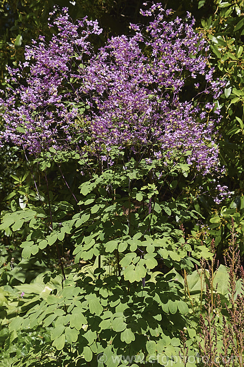 Thalictrum delavayi (syn. Thalictrum dipterocarpum</i>), a late spring- to summer-flowering herbaceous perennial from western China and eastern Tibet. Its flowering stems can grow to around 18m tall thalictrum-2040htm'>Thalictrum.