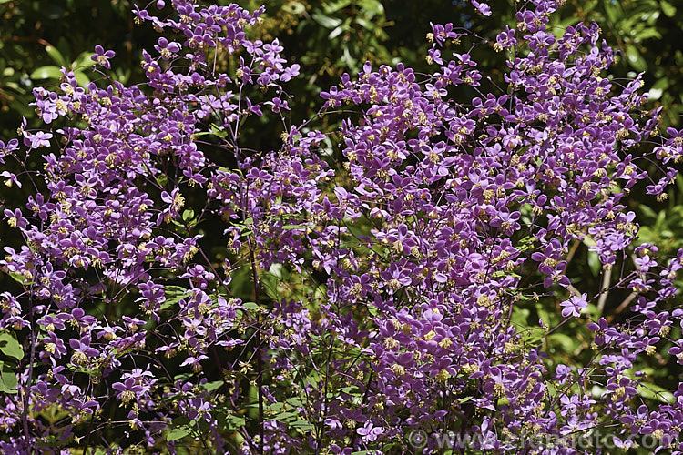 Thalictrum delavayi (syn. Thalictrum dipterocarpum</i>), a late spring- to summer-flowering herbaceous perennial from western China and eastern Tibet. Its flowering stems can grow to around 18m tall thalictrum-2040htm'>Thalictrum.
