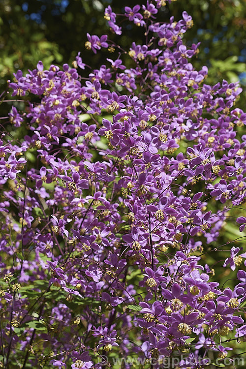 Thalictrum delavayi (syn. Thalictrum dipterocarpum</i>), a late spring- to summer-flowering herbaceous perennial from western China and eastern Tibet. Its flowering stems can grow to around 18m tall thalictrum-2040htm'>Thalictrum.