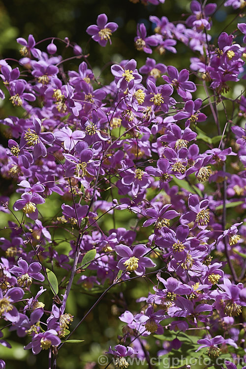 Thalictrum delavayi (syn. Thalictrum dipterocarpum</i>), a late spring- to summer-flowering herbaceous perennial from western China and eastern Tibet. Its flowering stems can grow to around 18m tall thalictrum-2040htm'>Thalictrum.