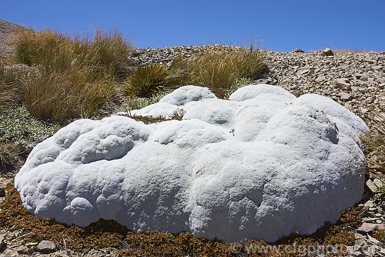 Common Vegetable Sheep (<i>Raoulia eximia</i>), a New Zealand alpine daisy that forms large hummocks of densely packed white-felted foliage rosettes, so that from a distance they resemble grazing sheep. T occurs naturally in the mountains of the northern South Island of New Zealand at elevations of 1600-2700m