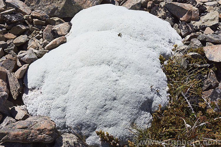 Common Vegetable Sheep (<i>Raoulia eximia</i>), a New Zealand alpine daisy that forms large hummocks of densely packed white-felted foliage rosettes, so that from a distance they resemble grazing sheep. T occurs naturally in the mountains of the northern South Island of New Zealand at elevations of 1600-2700m