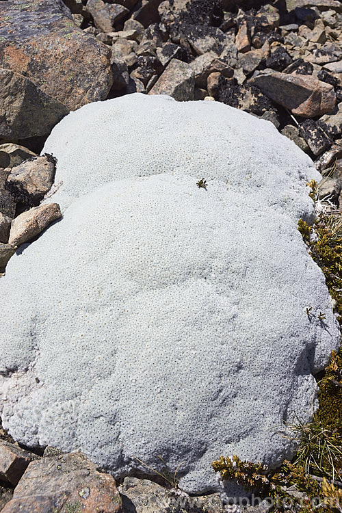 Common Vegetable Sheep (<i>Raoulia eximia</i>), a New Zealand alpine daisy that forms large hummocks of densely packed white-felted foliage rosettes, so that from a distance they resemble grazing sheep. T occurs naturally in the mountains of the northern South Island of New Zealand at elevations of 1600-2700m
