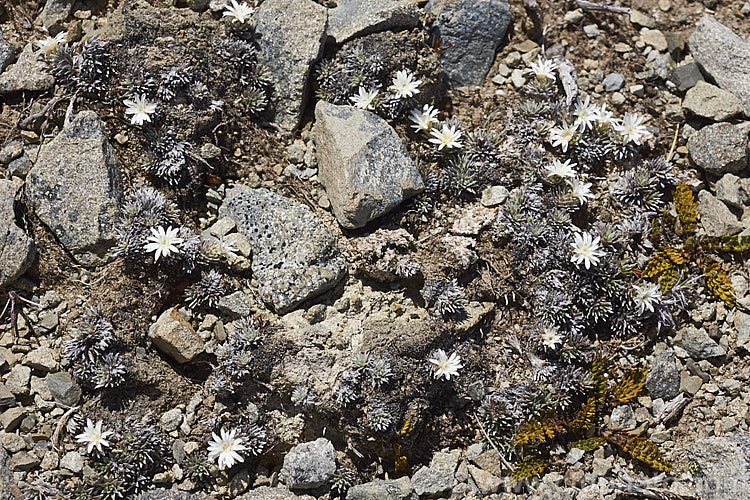Large-flowered Mat. Daisy (<i>Raoulia grandiflora</i>), a prostrate, creeping, silver-leafed daisy with relatively large white flowers. It occurs in the mountains of New Zealand from the central North Island southwards, at elevations up to 2000m