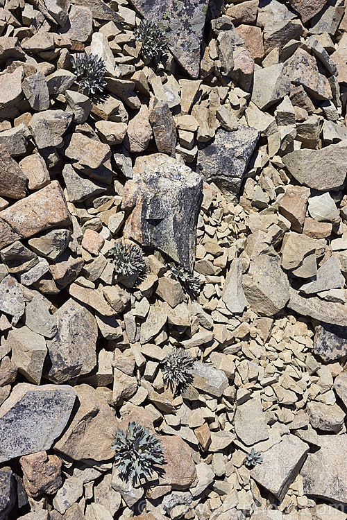 Young plants of Haast's Buttercup (<i>Ranunculus haastii</i>), a large grey-leaved buttercup found on scree slopes between 1400 and 1850m in Nelson and Canterbury, New Zealand It is usually the first of the scree plants to flower. Order: Ranunculales, Family: Ranunculaceae