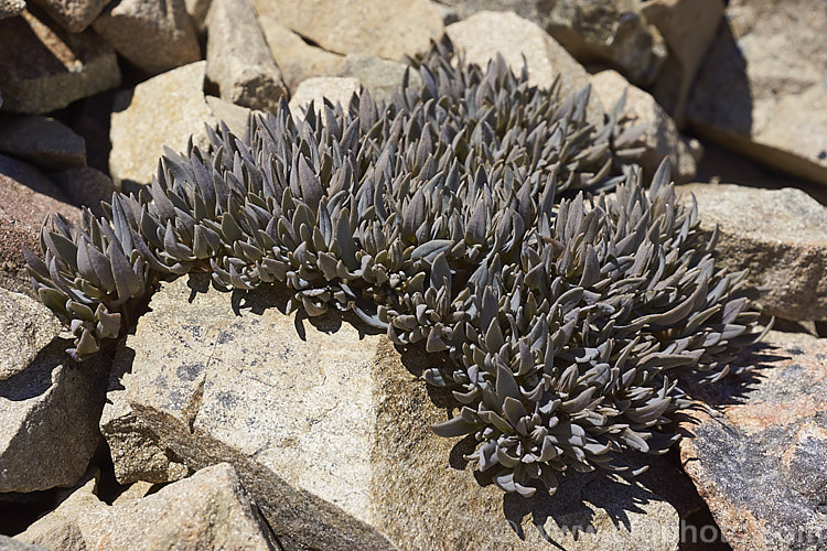 Mountain Chickweed (<i>Stellaria roughii</i>), summer-flowering South Island, New Zealand alpine perennial found on mountain screes at 1000-2000m altitude. It should not to be confused with the similar. Lignocarpa carnosula. stellaria-2526htm'>Stellaria. Order: Caryophyllales, Family: Caryophyllaceae