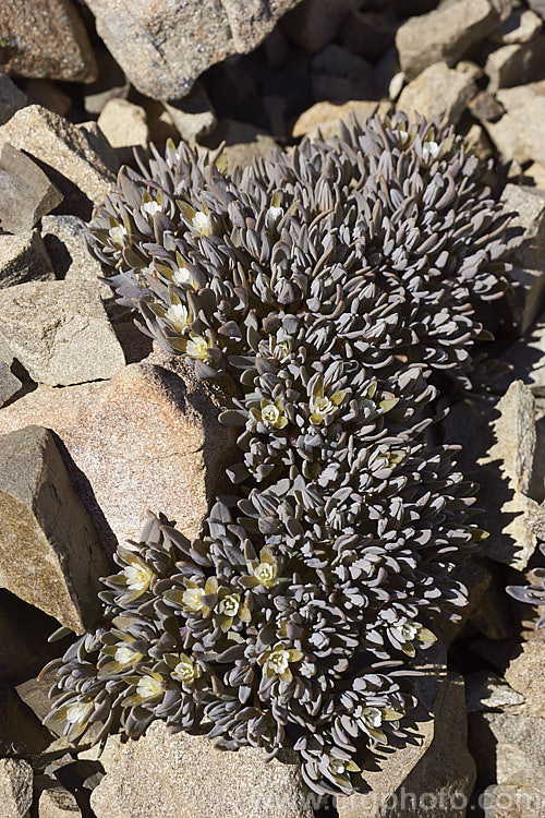 Mountain Chickweed (<i>Stellaria roughii</i>), summer-flowering South Island, New Zealand alpine perennial found on mountain screes at 1000-2000m altitude. It should not to be confused with the similar. Lignocarpa carnosula. stellaria-2526htm'>Stellaria. Order: Caryophyllales, Family: Caryophyllaceae