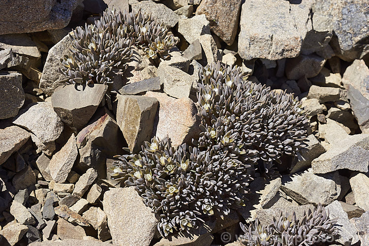 Mountain Chickweed (<i>Stellaria roughii</i>), summer-flowering South Island, New Zealand alpine perennial found on mountain screes at 1000-2000m altitude. It should not to be confused with the similar. Lignocarpa carnosula. stellaria-2526htm'>Stellaria. Order: Caryophyllales, Family: Caryophyllaceae