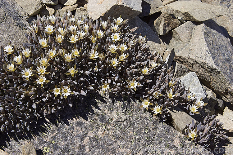 Mountain Chickweed (<i>Stellaria roughii</i>), summer-flowering South Island, New Zealand alpine perennial found on mountain screes at 1000-2000m altitude. It should not to be confused with the similar. Lignocarpa carnosula. stellaria-2526htm'>Stellaria. Order: Caryophyllales, Family: Caryophyllaceae