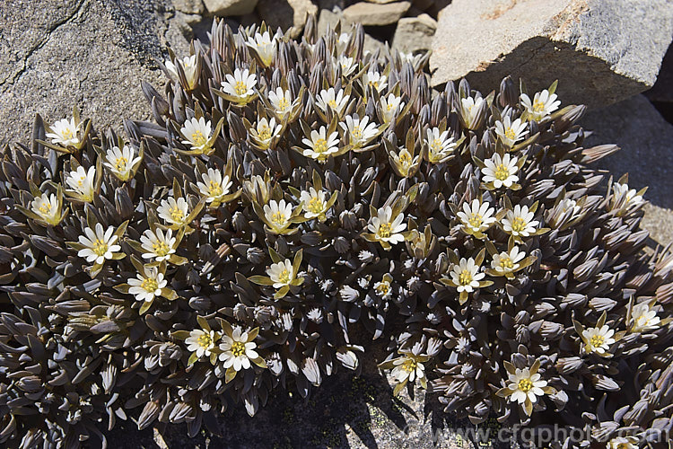Mountain Chickweed (<i>Stellaria roughii</i>), summer-flowering South Island, New Zealand alpine perennial found on mountain screes at 1000-2000m altitude. It should not to be confused with the similar. Lignocarpa carnosula. stellaria-2526htm'>Stellaria. Order: Caryophyllales, Family: Caryophyllaceae