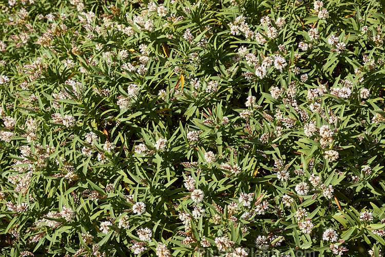 <i>Veronica albicans</i> (syn. <i>Hebe recurva</i>) 'Aoira', a compact, narrow-leaved cultivar of a low, spreading, summer-flowering, evergreen shrub found in the northwest of the South Island of New Zealand. It grows 40-50cm tall but can be over 1m wide. Order: Lamiales, Family: Plantaginaceae