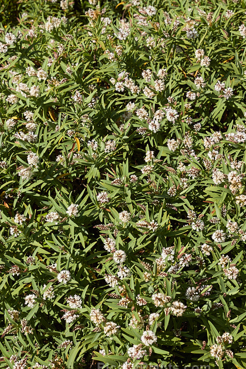 <i>Veronica albicans</i> (syn. <i>Hebe recurva</i>) 'Aoira', a compact, narrow-leaved cultivar of a low, spreading, summer-flowering, evergreen shrub found in the northwest of the South Island of New Zealand. It grows 40-50cm tall but can be over 1m wide. Order: Lamiales, Family: Plantaginaceae