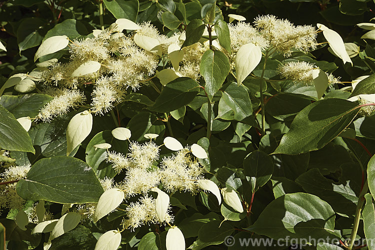 Schizophragma integrifolium, an evergreen self-clinging vine that in summer produces large heads of tiny cream flowers made more conspicuous by flag-like bracts that occur irregularly around the edge of the flowerhead. Native to central and western China, this is an extremely vigorous plant easily capable of growing to 10m high and wide. schizophragma-3291htm'>Schizophragma. <a href='hydrangeaceae-plant-family-photoshtml'>Hydrangeaceae</a>.