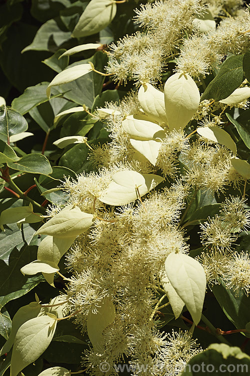 Schizophragma integrifolium, an evergreen self-clinging vine that in summer produces large heads of tiny cream flowers made more conspicuous by flag-like bracts that occur irregularly around the edge of the flowerhead. Native to central and western China, this is an extremely vigorous plant easily capable of growing to 10m high and wide. schizophragma-3291htm'>Schizophragma. <a href='hydrangeaceae-plant-family-photoshtml'>Hydrangeaceae</a>.