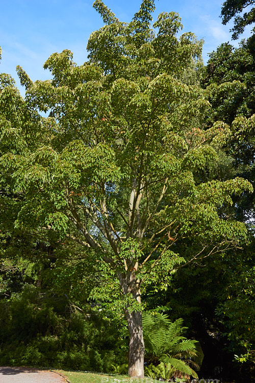 Snakebark Maple (<i>Acer davidii</i>) in summer. This 15m tall Chinese deciduous tree is notable for its grey-green bark, which is heavily overlaid with white and pale grey striping. It often develops vivid autumn foliage colours. Order Sapindales, Family: Sapindaceae
