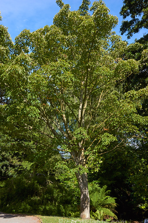 Snakebark Maple (<i>Acer davidii</i>) in summer. This 15m tall Chinese deciduous tree is notable for its grey-green bark, which is heavily overlaid with white and pale grey striping. It often develops vivid autumn foliage colours. Order Sapindales, Family: Sapindaceae