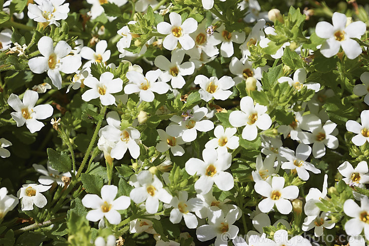 <a href='scrophulariaceae-plant-family-photoshtml'>Scrophulariaceae</a>