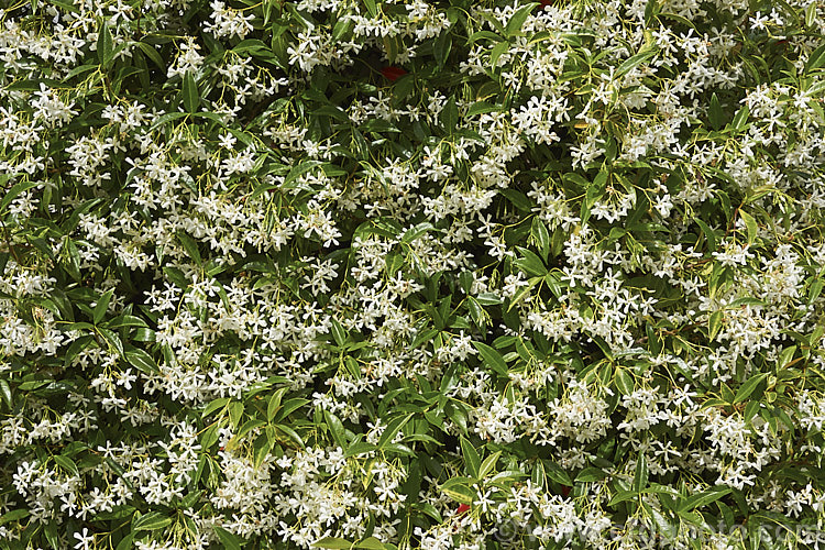 Star Jasmine (<i>Trachelospermum jasminoides</i>), an evergreen climber native to China. Its flowers are very fragrant and appear mainly in summer. trachelospermum-3362htm'>Trachelospermum. Order: Gentianales, Family: Apocynaceae