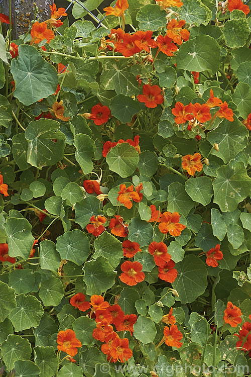 Nasturtium (<i>Tropaeolum majus</i>), a summer-flowering, semi-climbing annual native to Colombia and Bolivia. The many garden forms, such as the one shown here, are often hybrids, may behave as short-lived perennial and occur in a range of flower colours, sizes and growth forms. tropaeolum-3375htm'>Tropaeolum. <a href='tropaeolaceae-plant-family-photoshtml'>Tropaeolaceae</a>.