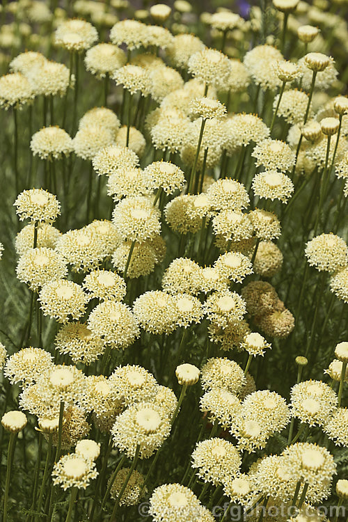 'Lemon Queen'. Lavender. Cotton (<i>Santolina chamaecyparissus 'Lemon Queen'), a cream-flowered cultivar of an evergreen shrub native to the western and central Mediterranean region. Its small globular flower heads appear en-masse from early summer. santolina-2485htm'>Santolina.