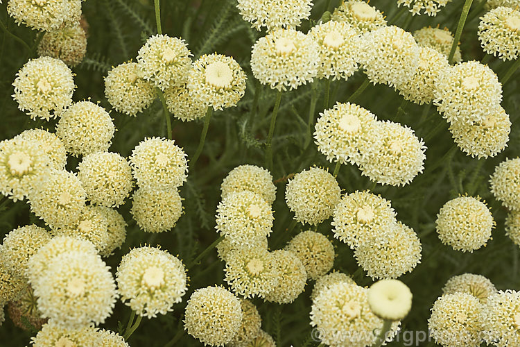 'Lemon Queen'. Lavender. Cotton (<i>Santolina chamaecyparissus 'Lemon Queen'), a cream-flowered cultivar of an evergreen shrub native to the western and central Mediterranean region. Its small globular flower heads appear en-masse from early summer. santolina-2485htm'>Santolina.